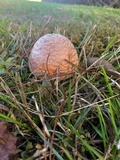 Amanita persicina image