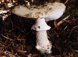 Amanita karea image