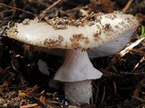 Amanita karea image