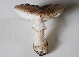 Amanita karea image