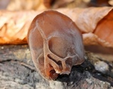 Auricularia angiospermarum image