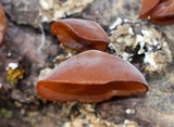Auricularia angiospermarum image