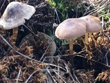 Entoloma sericeum image