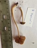 Entoloma sericeum image