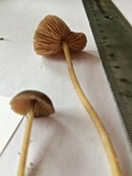 Entoloma sericeum image