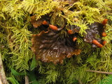 Peltigera neopolydactyla image
