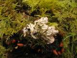 Peltigera neopolydactyla image
