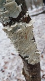 Irpex lacteus image