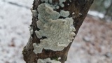 Irpex lacteus image