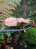 Lactarius helvus image