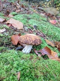 Xanthoconium affine image