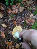 Xanthoconium affine image