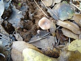 Tubaria conspersa image
