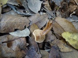 Tubaria conspersa image