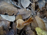 Tubaria conspersa image