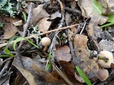Tubaria conspersa image