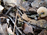 Tubaria conspersa image