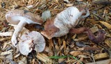 Lentinula edodes image