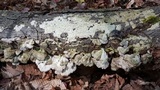 Trametopsis cervina image