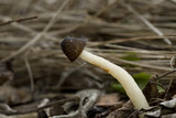 Verpa digitaliformis image