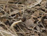 Verpa digitaliformis image