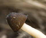 Verpa digitaliformis image