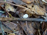 Hemimycena tortuosa image