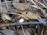 Hemimycena tortuosa image