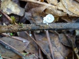 Hemimycena tortuosa image