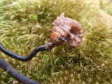 Ophiocordyceps ravenelii image