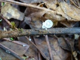 Hemimycena tortuosa image