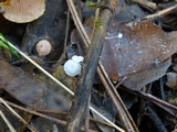 Hemimycena tortuosa image
