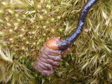 Ophiocordyceps ravenelii image