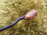 Ophiocordyceps ravenelii image