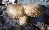 Lactarius mairei image