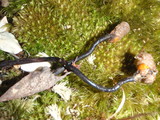 Ophiocordyceps ravenelii image