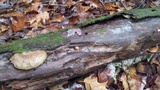 Sarcomyxa serotina image