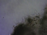 Inocybe brunnescens image
