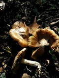 Inocybe brunnescens image