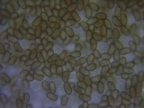Inocybe brunnescens image