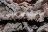 Sclerencoelia fascicularis image