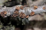 Sclerencoelia fascicularis image
