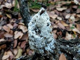Oxyporus latemarginatus image