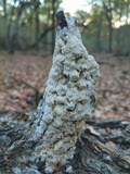 Oxyporus latemarginatus image