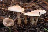 Agaricus diminutivus image