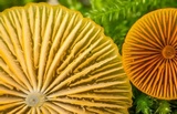 Mycena aurantiomarginata image