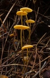 Mycena aurantiomarginata image