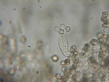 Entoloma ortonii image