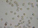 Entoloma ortonii image
