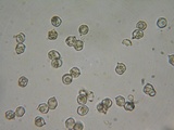 Entoloma ortonii image